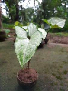 Arrowhead plant (3 plants)