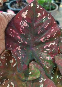 Thai variety caladium