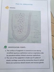 🔴❌Last minute Histology Notes ❌🔴