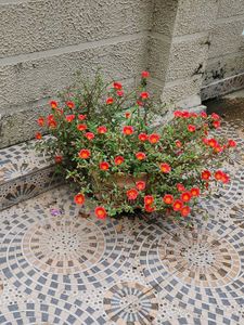 Combo Of money plant , Portulaca and nagdo