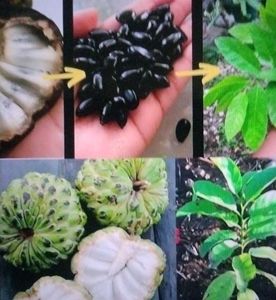 Custard apple seeds pack of 15