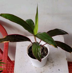 Dracaena Ruby Healthy Plant🌵& Pot
