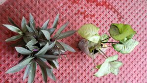 Set 2 Arrowhead &amp; Moses In The Cradle Plants 🪴