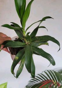 Pack 2 Portulaca grandiflora &amp; Callisia Fragrans: