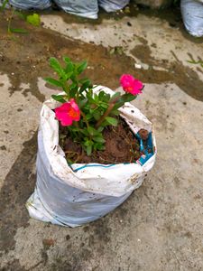 10 "0 clock Live Plant
