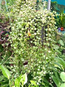 Combo Plants