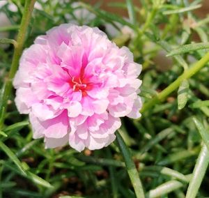 Table Rose