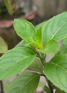 &amp; Pink Datura Plant. visk tulsi