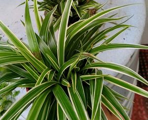 Set3 Spider &amp; Tradescantia fluminensis Plant