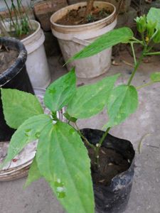 Chilli Hibiscus red
