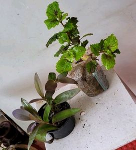 Set 4 Plectranthus Nitidus,Diffenchie,Purple Heart