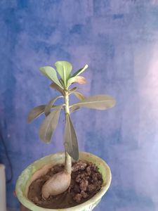 Adenium Plant