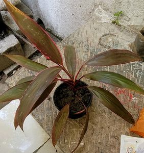 Dracaena Red Ruby 🌵 &amp; Pot