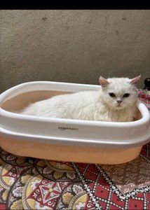 Amazon Basics Cat Litter Box