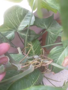 Syngonium plant stalks , Multiple Pcs Available