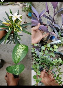 Any 8 Plant