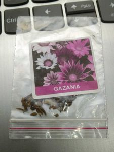 Gazania Flower Seeds