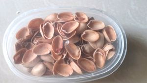 Pista Shells Craft