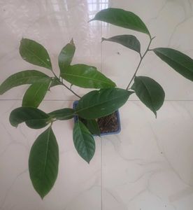 Combo Of Jack Fruit and Mango Saplings For Sale