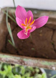 Rain lily flower seed multicolour
