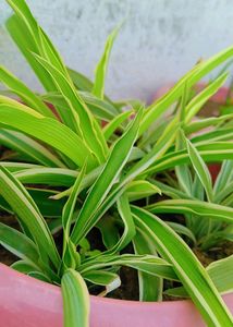 7 Live Plants With Roots