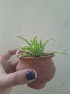 Charming Spider Plant in tiny Terracotta cup