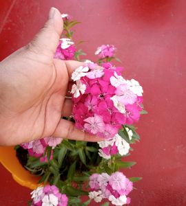 Sweet William