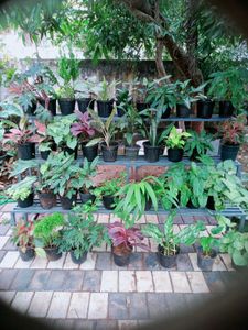 you can select 10 live root plants