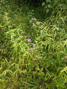 long plant flower blomming