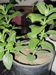 Sunrose &amp; Mother of millions (Pack 2) plant