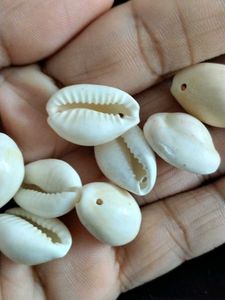 Natural Cowrie Shells for Crafting