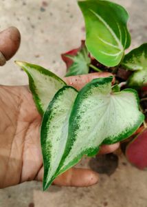 Beautiful Caladium Plant