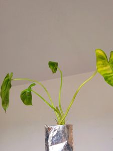Philodendron Burle Marx [S-M]