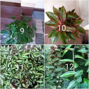 you can select 10 live root plants