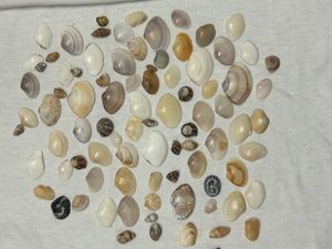 Assorted Seashell Collection