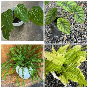 four plants combo