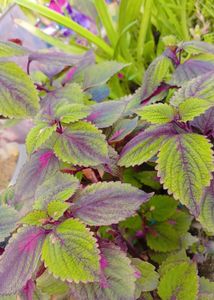 Different Varieties Coleus Live Plants