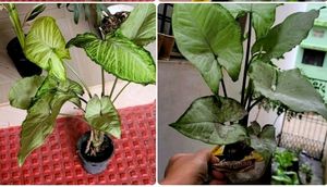 Pack 2 Evergreen Arrowhead Plant 🌵& Pot