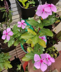 Rosy Periwinkle flower seeds