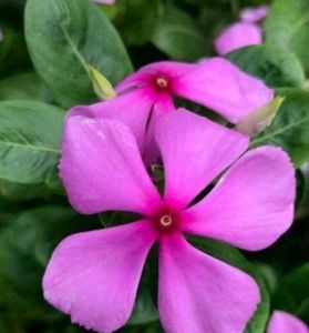 Combo Of 4 Plants