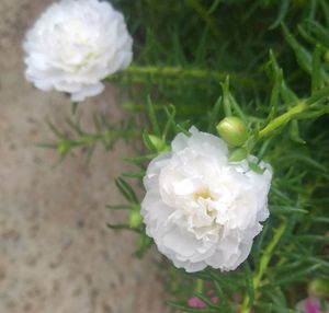 Portulaca  White Colour Combo