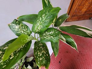 Pack 2🪴Dieffenbachia Seguine,& Nevernever.Plant