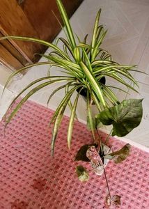 Set Arrowhead Vine &amp; Pandanus Veitchii Plants