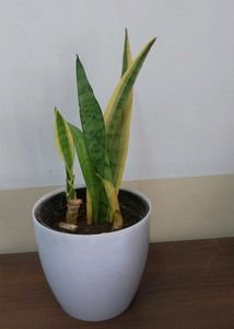 Snake Plant in White Pot