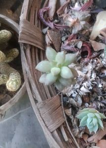 combo of 7 Beautiful Succulent Plant