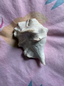 Antique Large Seashell Decor