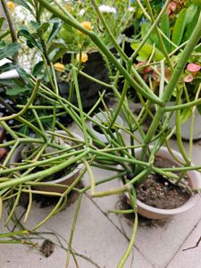 Combo Of 3 Cactus