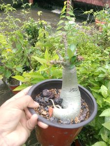 Adenium Arabicum Live Plant ( JDD)