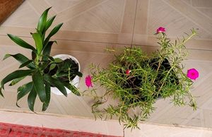 Pack 2 Portulaca grandiflora & Callisia Fragrans:
