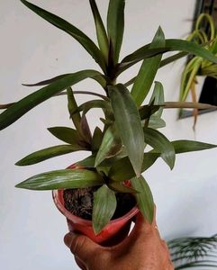 Pack 2 Moses-in-the-Cradle Plants 🌵 &amp; Pots